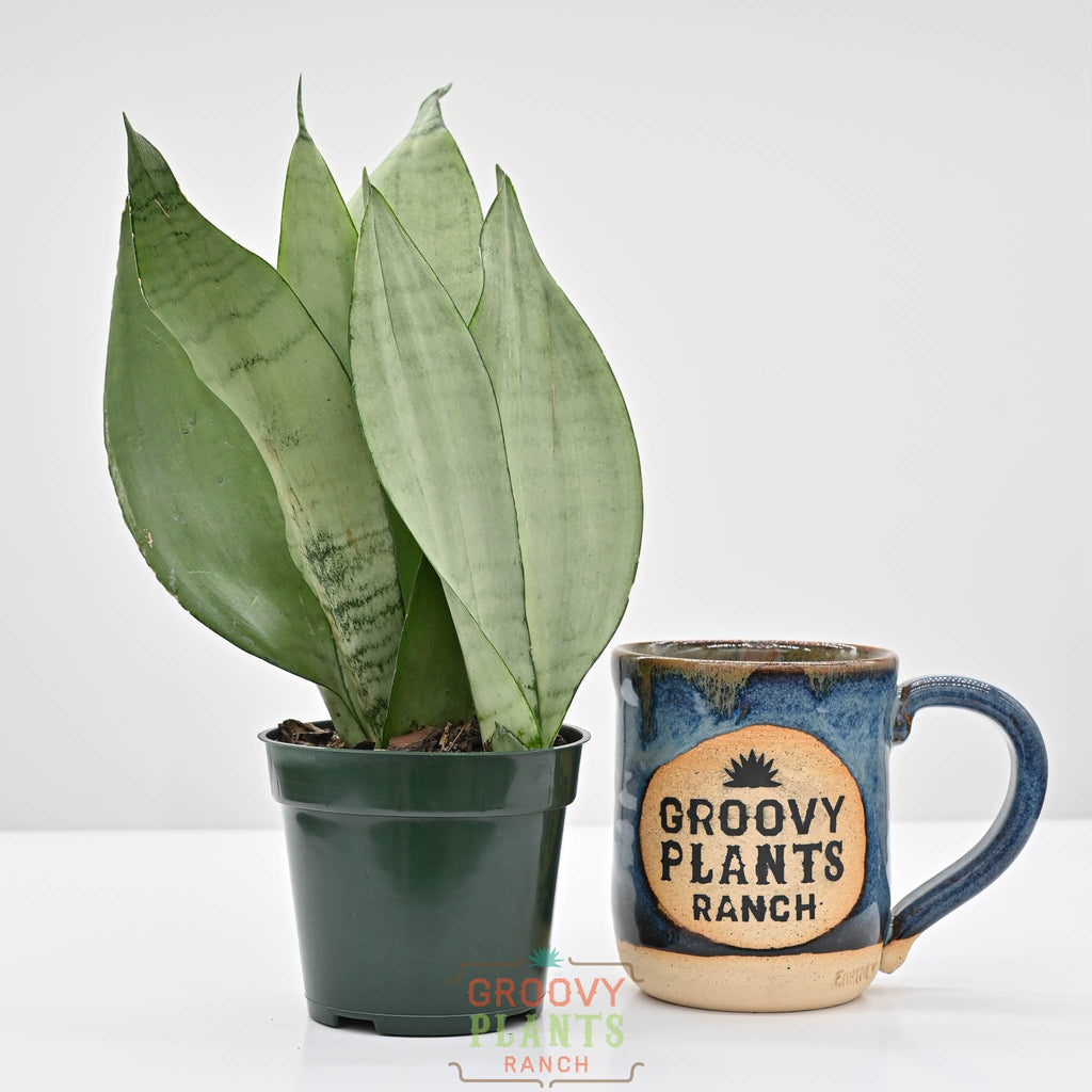 Snake Plant | Sansevieria 'moonlight'