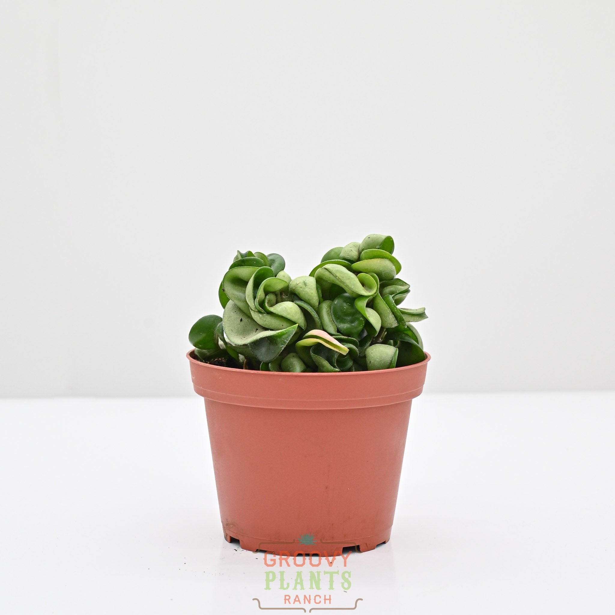 Hoya compacta | Hindu Rope