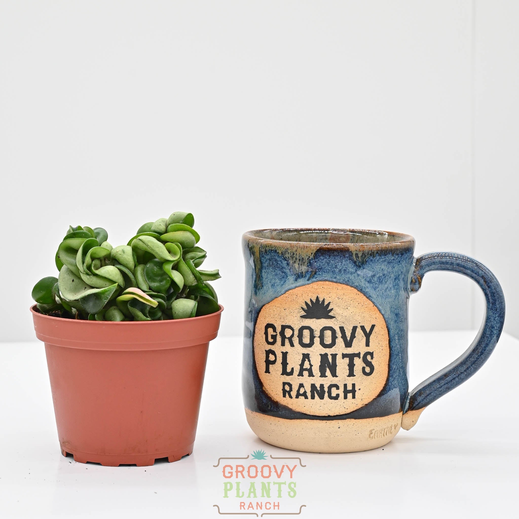 Hoya compacta | Hindu Rope