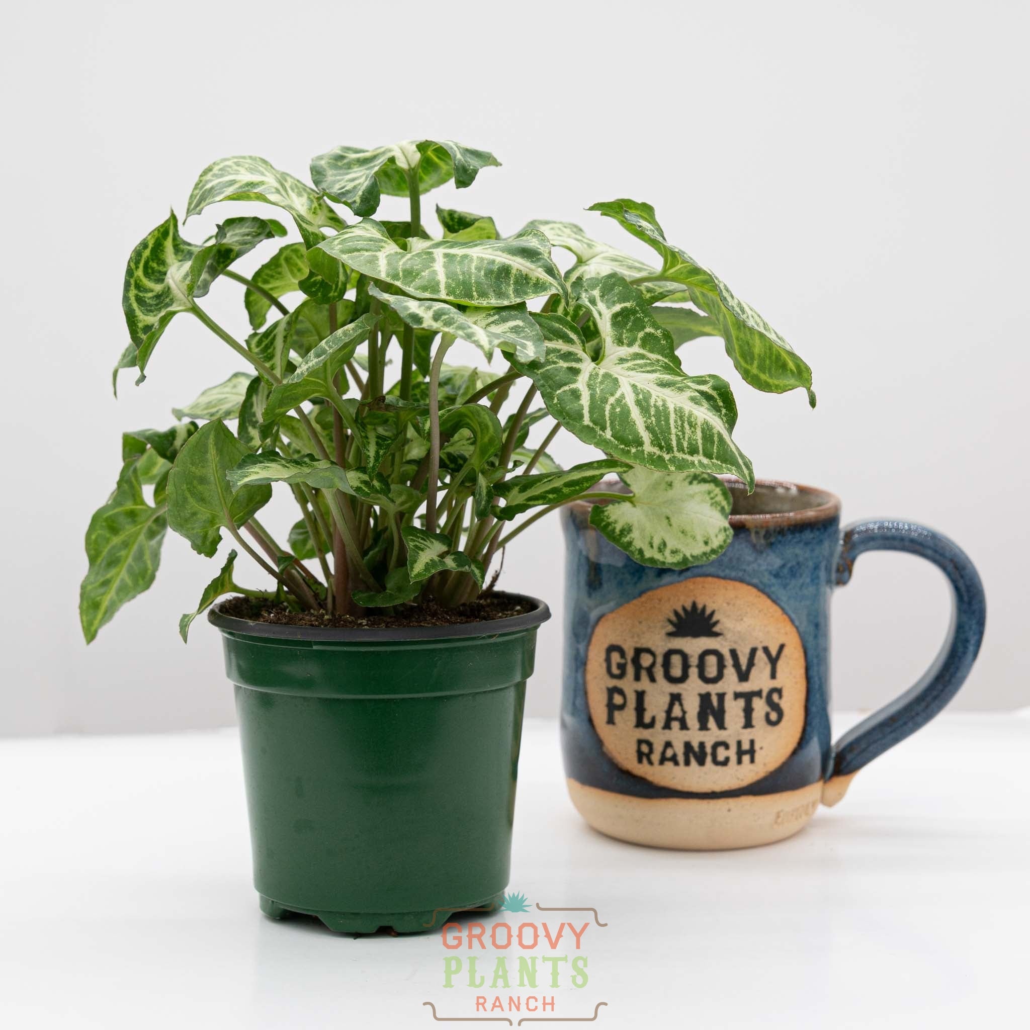 Arrowhead Vine | Syngonium Podophyllum 'Glo-go'