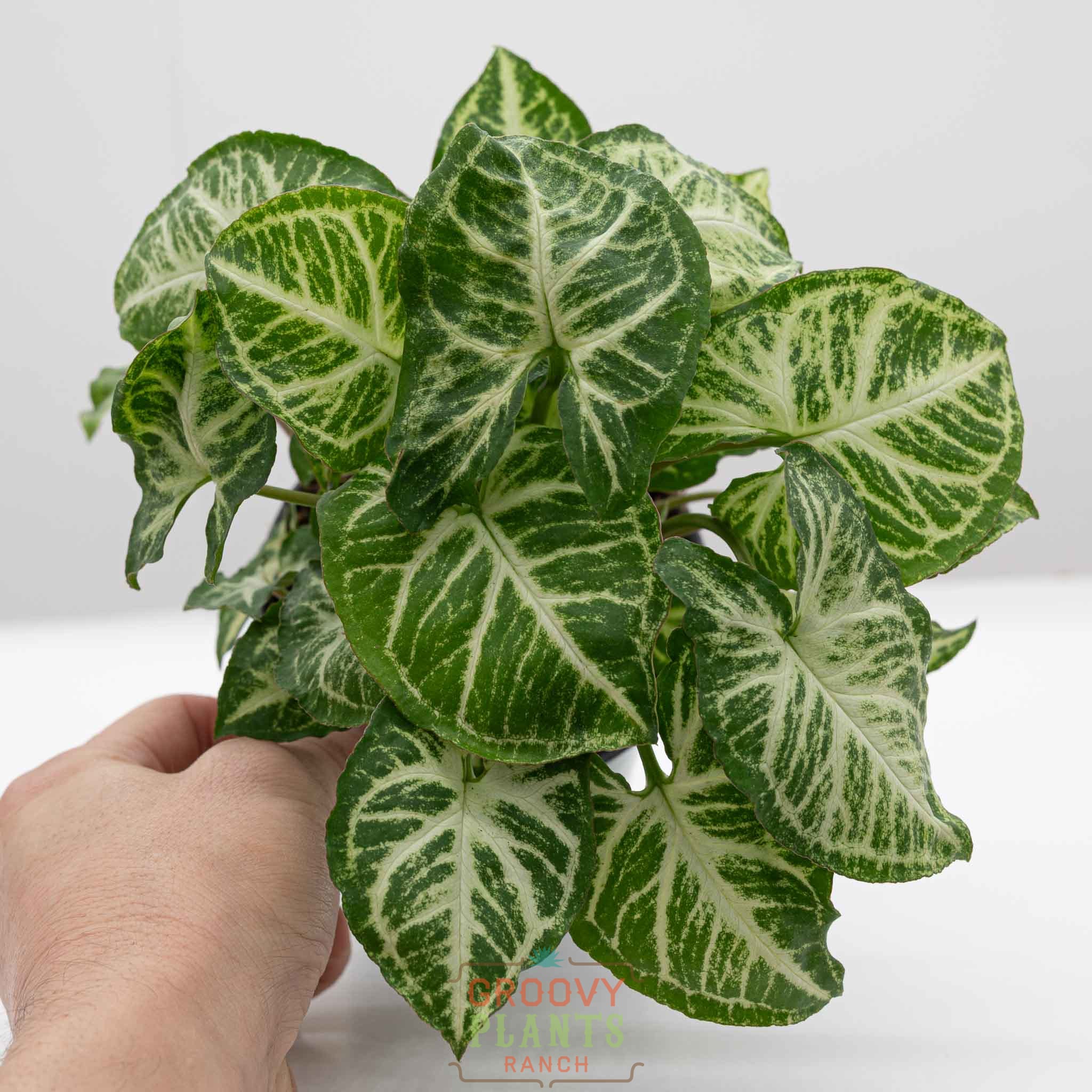 Arrowhead Vine | Syngonium Podophyllum 'Glo-go'