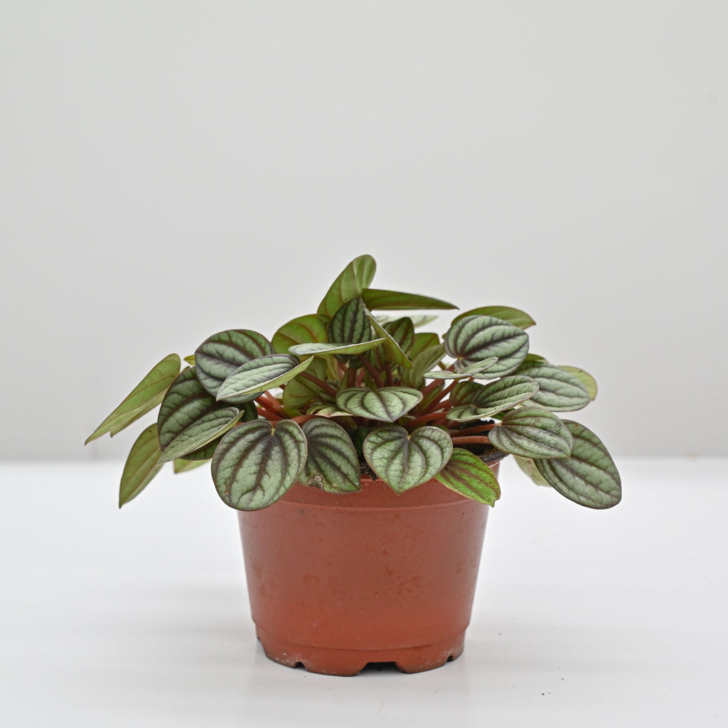 Piccolo Banda Peperomia | Peperomia albovittata 'piccolo banda'