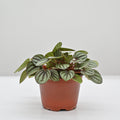 Piccolo Banda Peperomia | Peperomia albovittata 'piccolo banda'