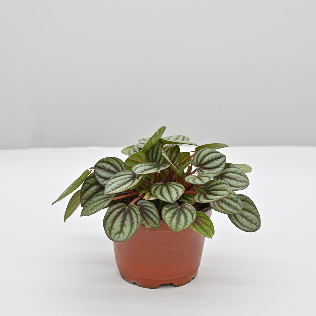 Piccolo Banda Peperomia | Peperomia albovittata 'piccolo banda'