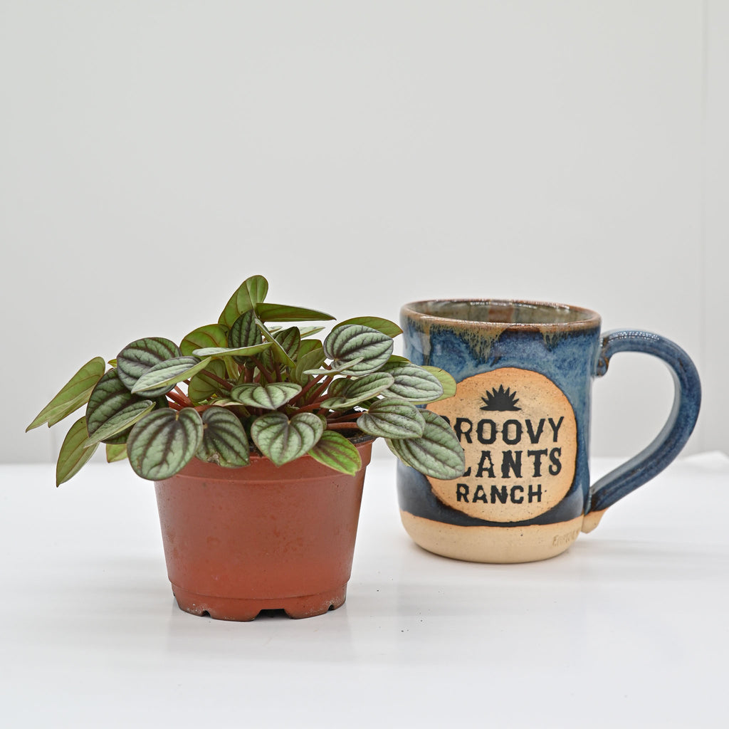 Piccolo Banda Peperomia | Peperomia albovittata 'piccolo banda'