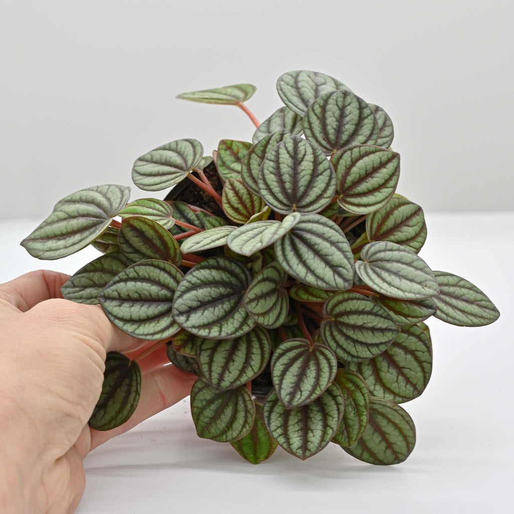 Piccolo Banda Peperomia | Peperomia albovittata 'piccolo banda'