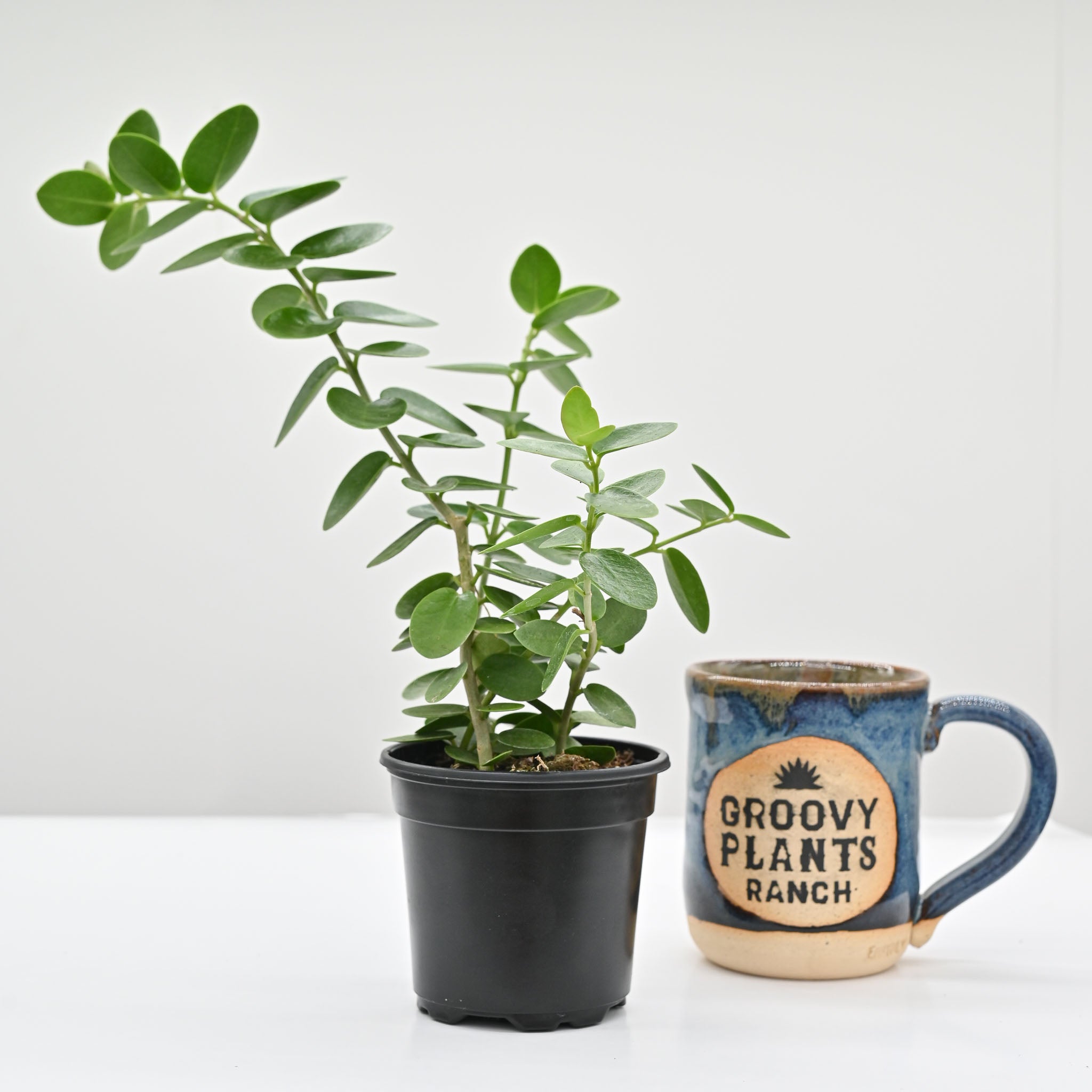 Hoya cumingiana | Wax Plant