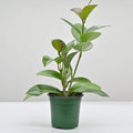 Hoya skinneriana | Wax Plant