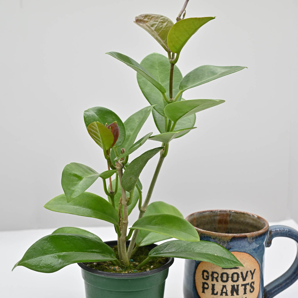 Hoya skinneriana | Wax Plant