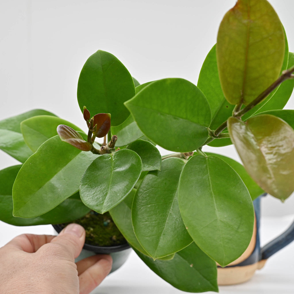 Hoya skinneriana | Wax Plant