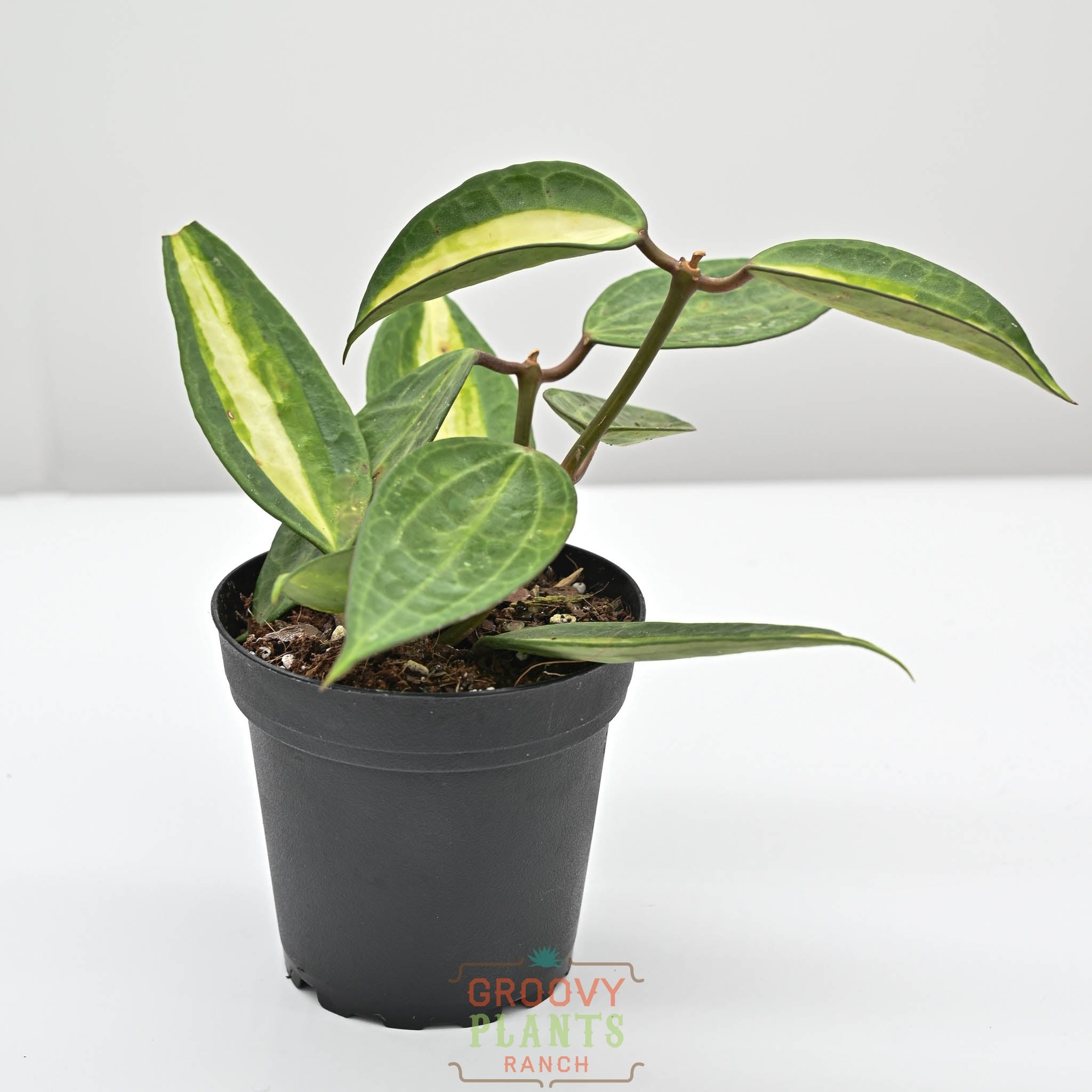 Hoya macrophylla 'Pot of Gold' | Wax Plant