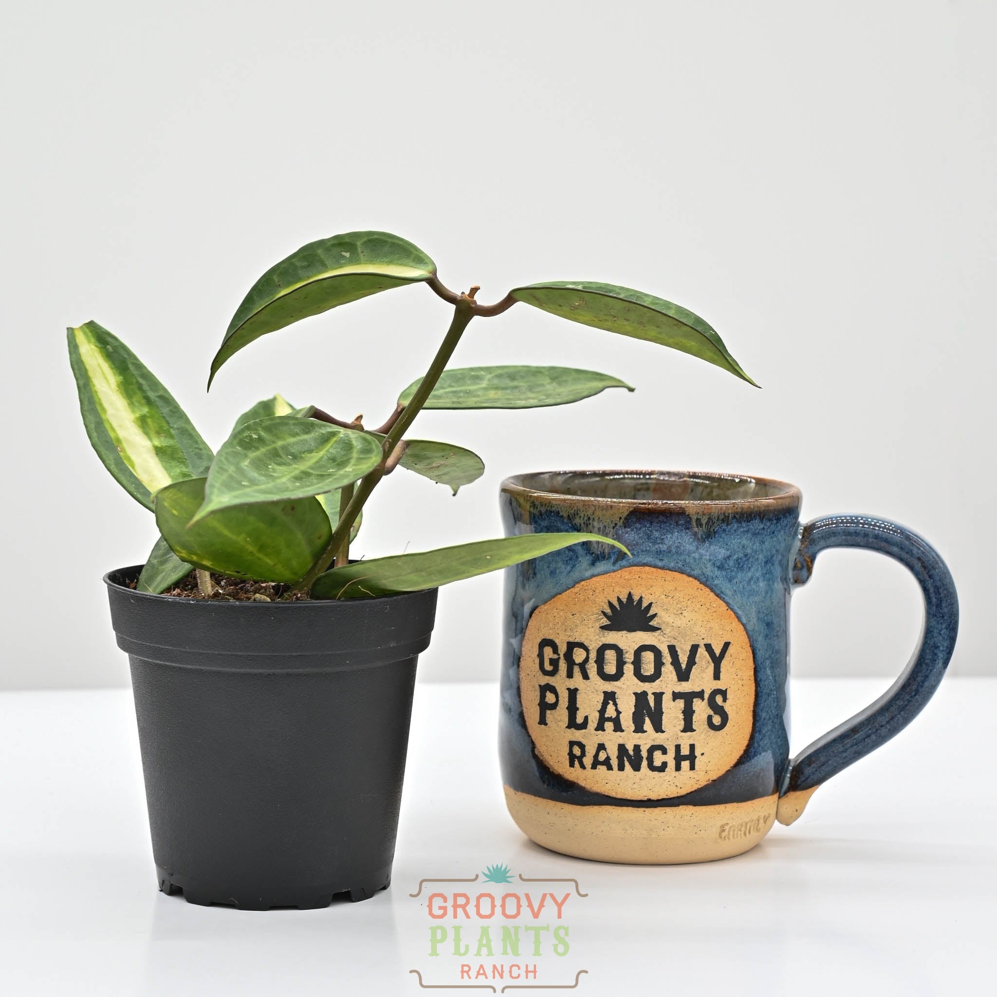 (S)ホヤ ポットオブゴールド Hoya macrophylla 'Pot of Gold' | Wax Plant – The Groovy Plants