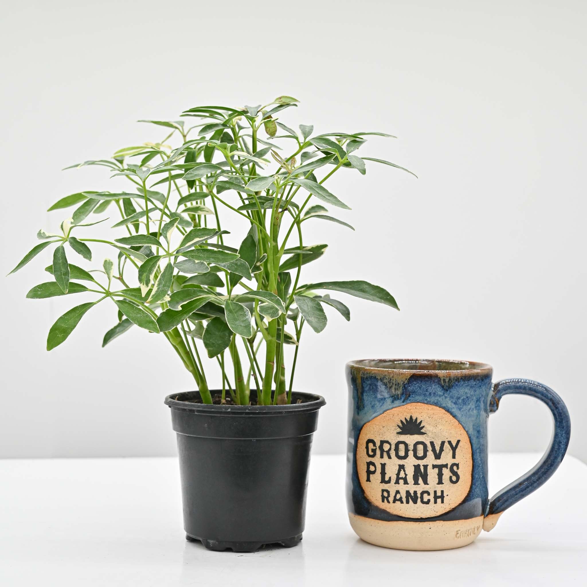 Scheffelera Arboricola 'Moondrop'