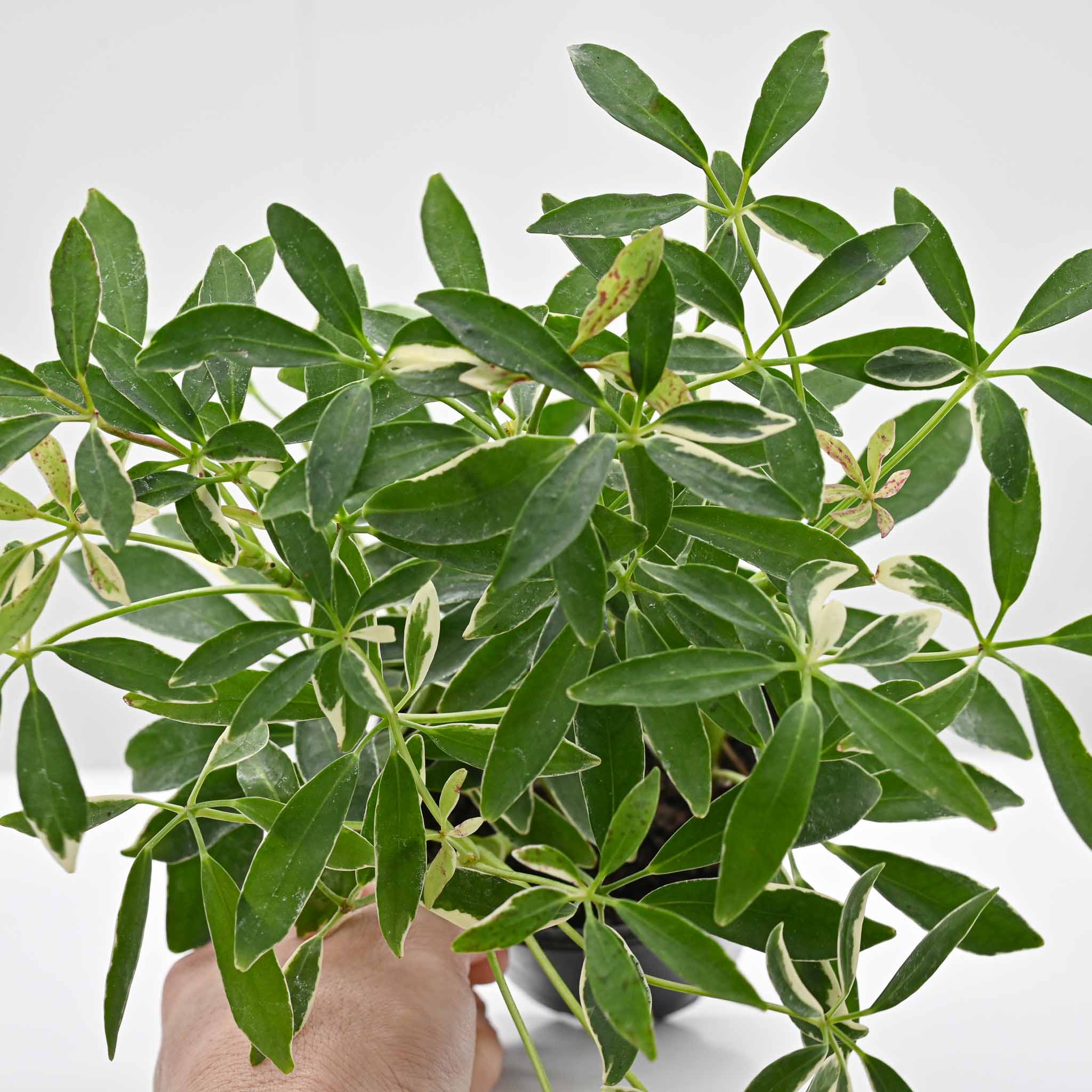 Scheffelera Arboricola 'Moondrop'