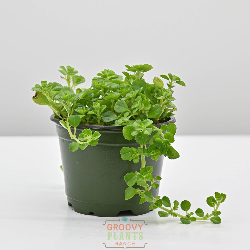 Baby Tears | Pilea Depressa