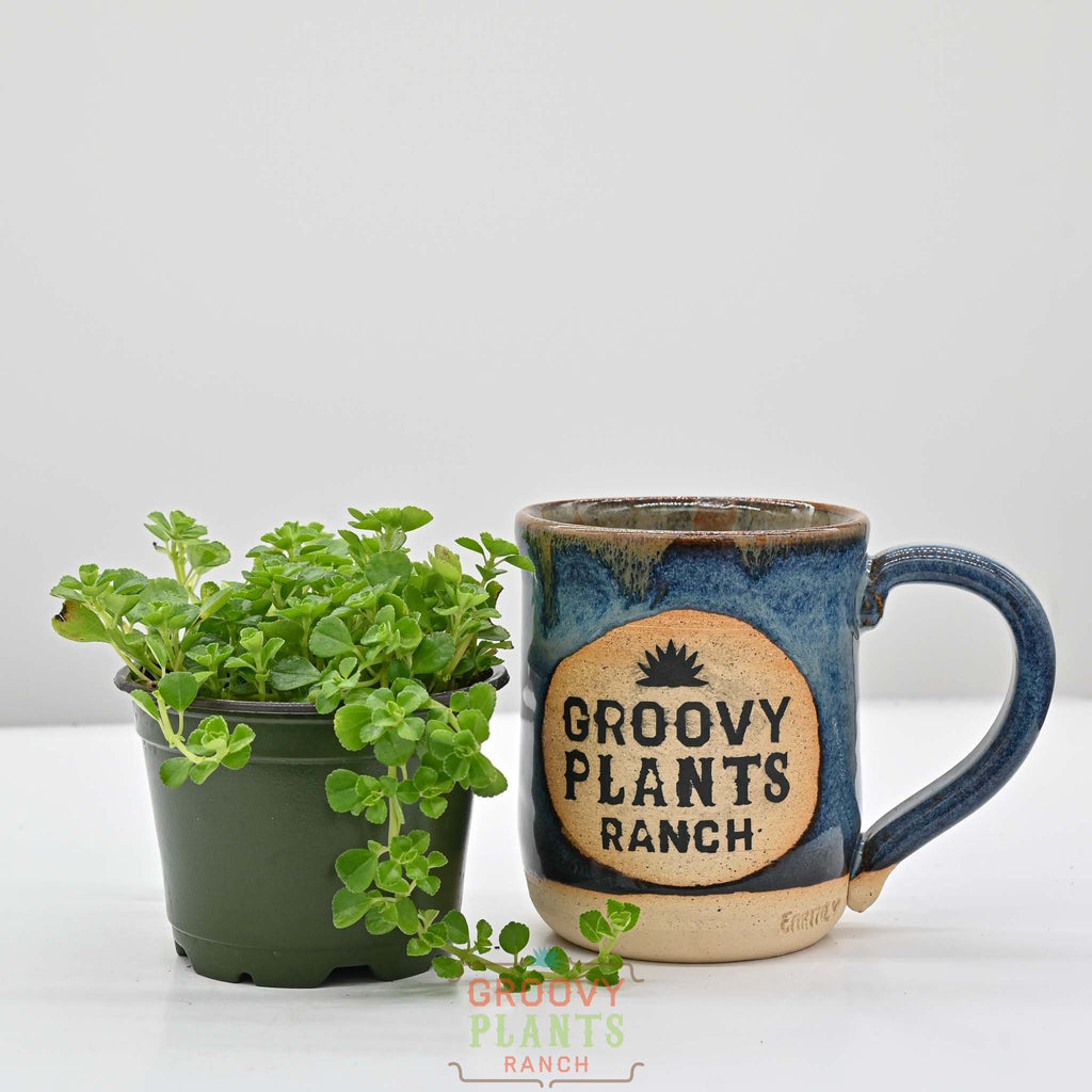 Baby Tears | Pilea Depressa