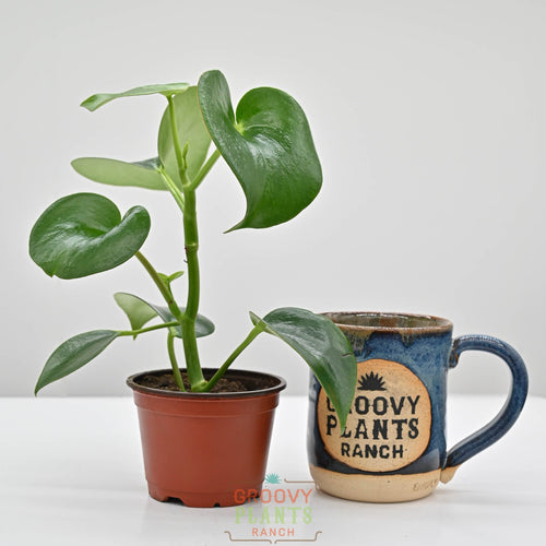 Raindrop Peperomia