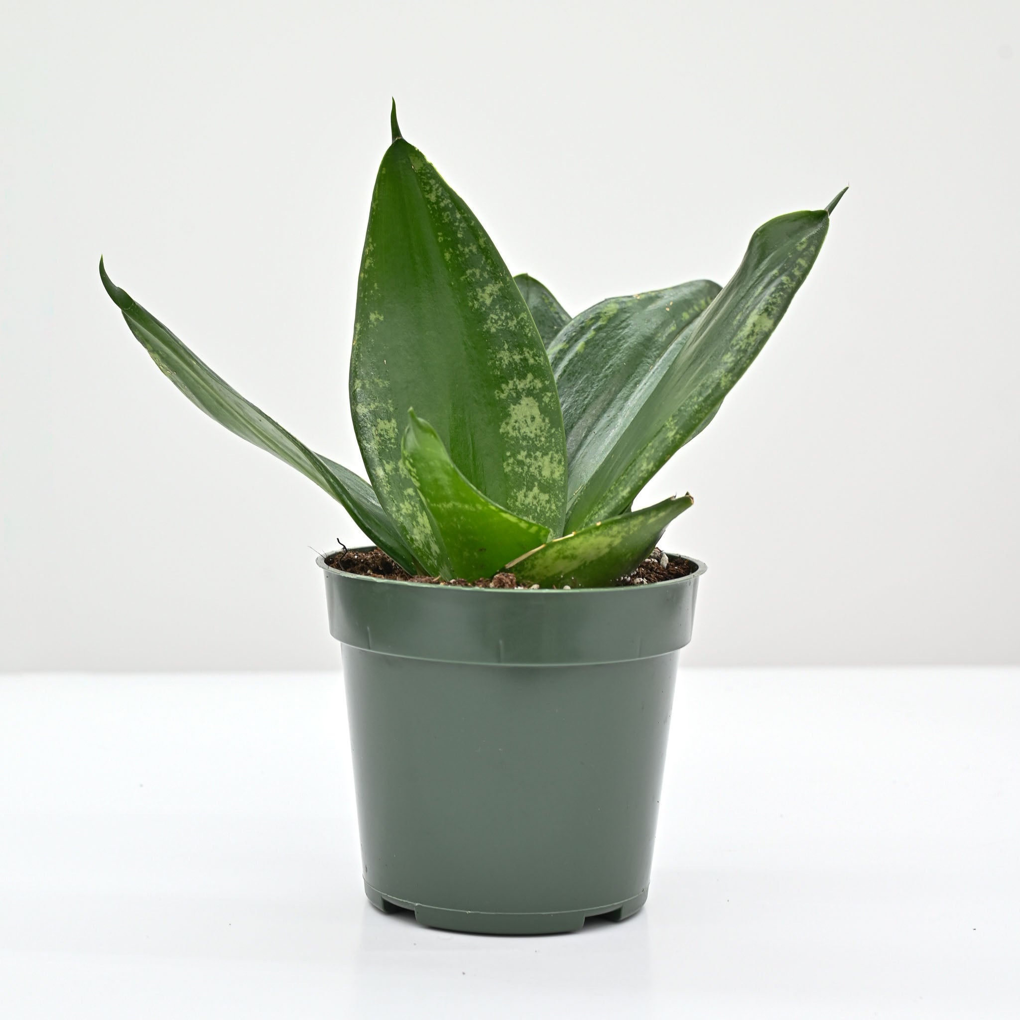 grey snake plant Snake Plant
