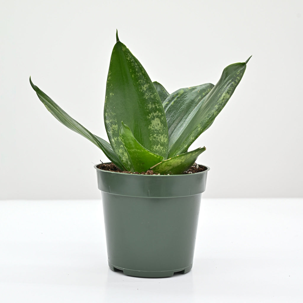 Snake Plant | Sansevieria 'Whitney'