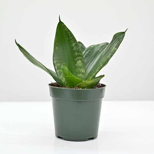 find snake plant near me Snake Plant