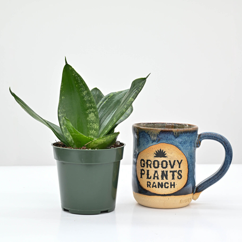 Snake Plant | Sansevieria 'Whitney'