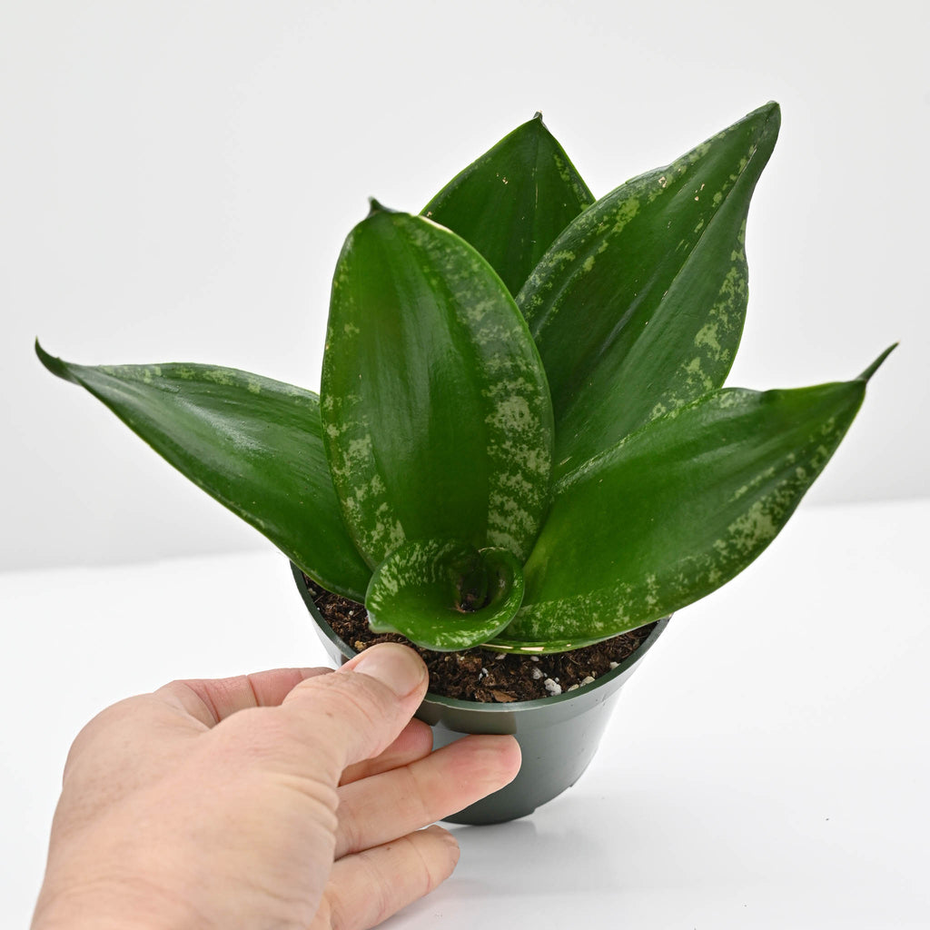 Snake Plant | Sansevieria 'Whitney'