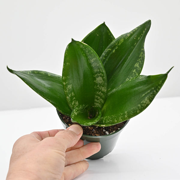 Snake Plant