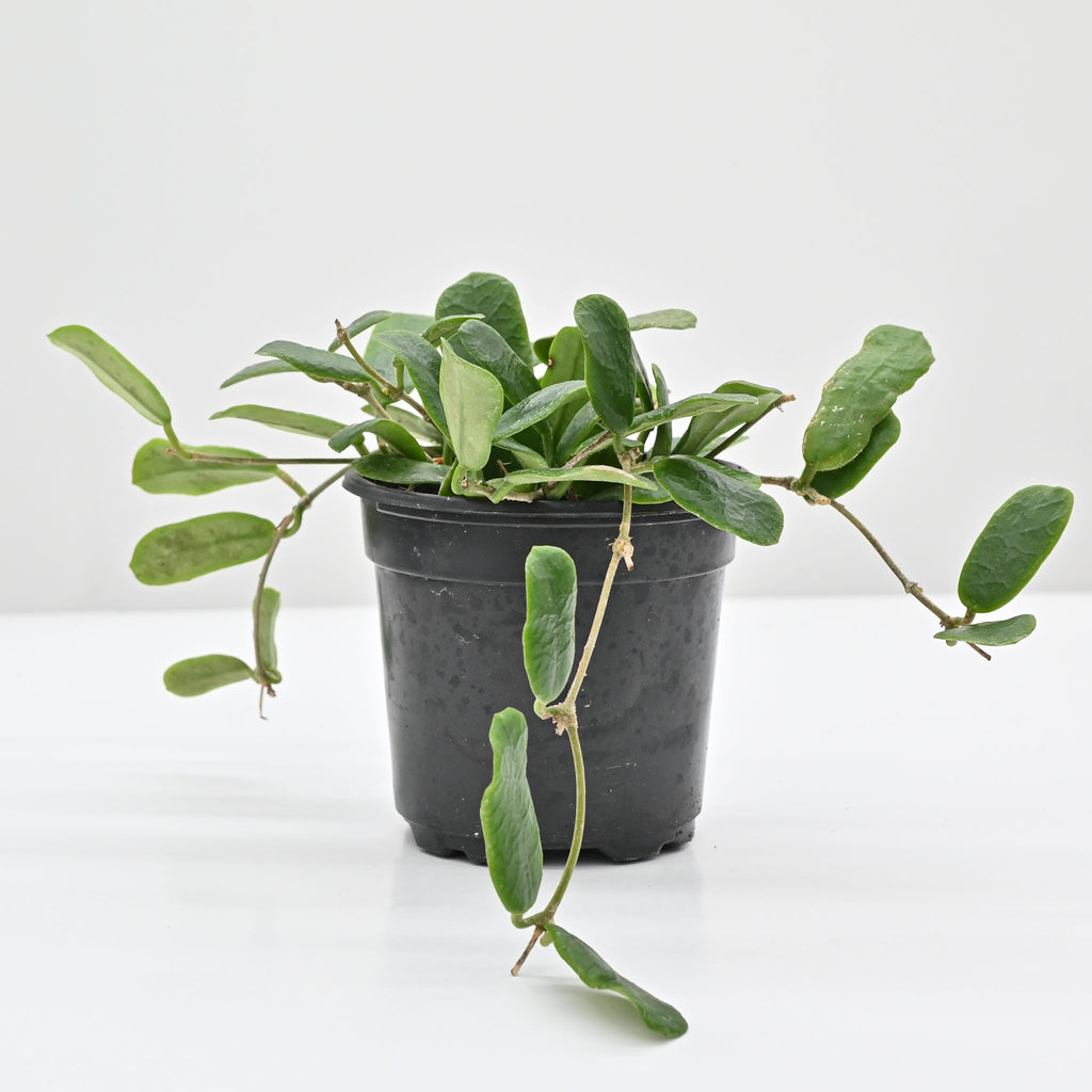 Hoya rotundifolia | Wax Plant
