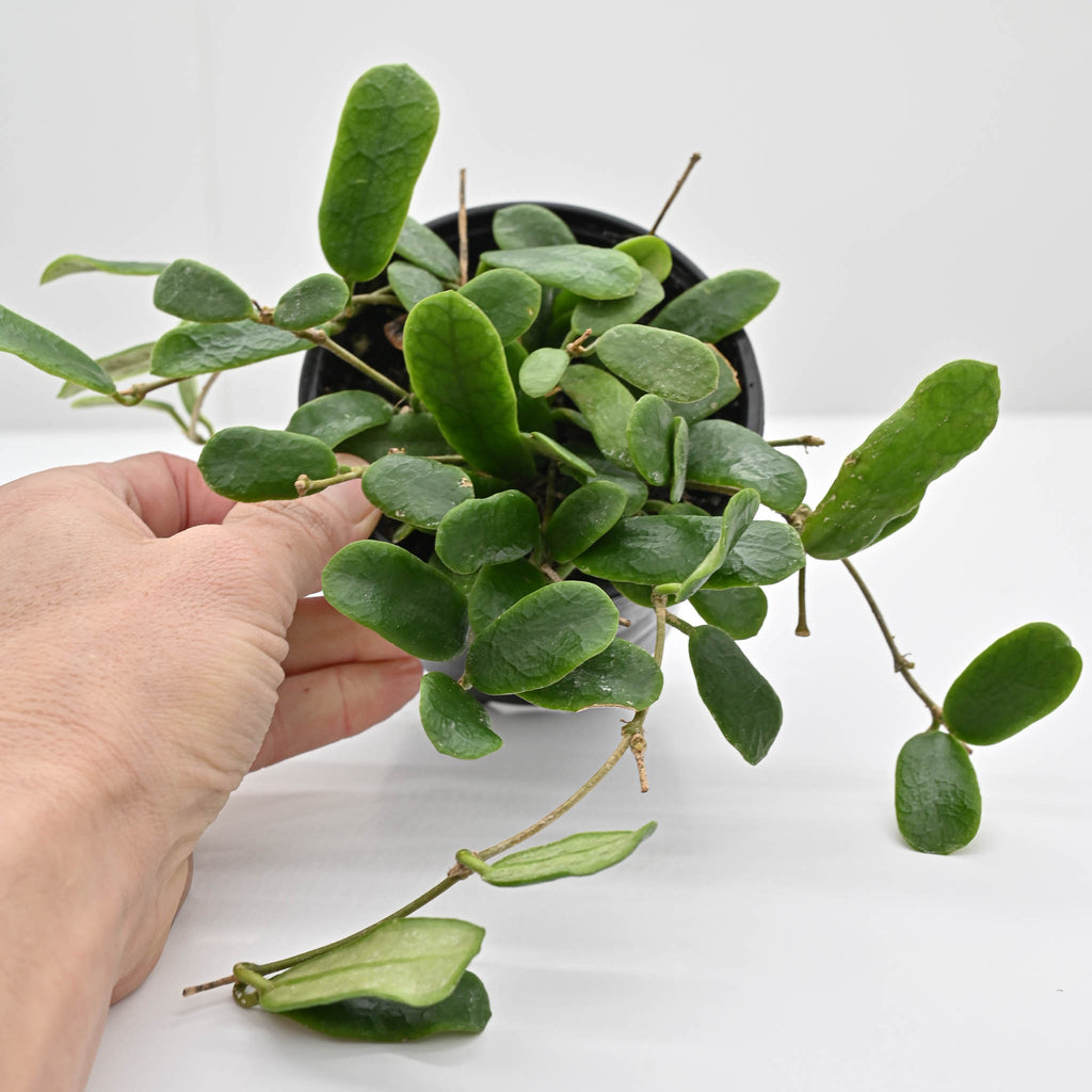 Hoya rotundifolia | Wax Plant