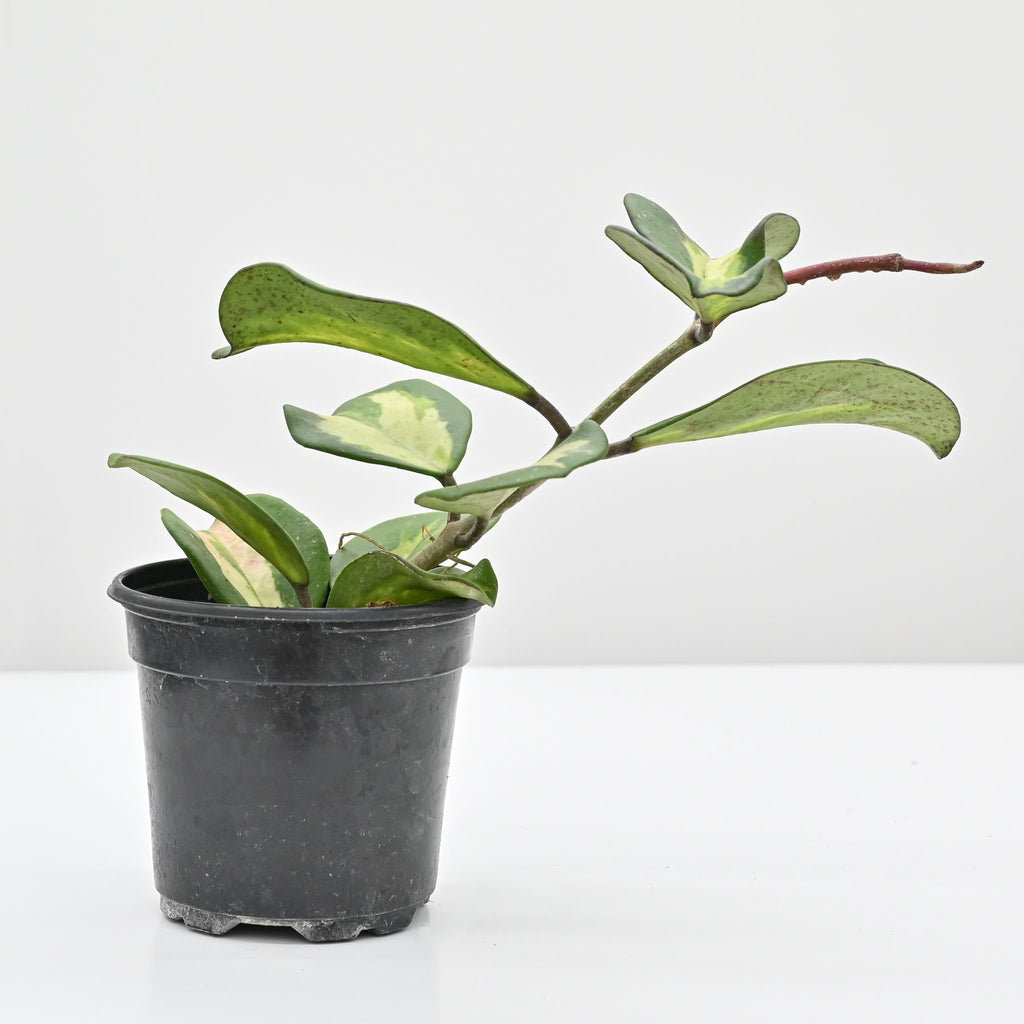 jade wax plant Hoya obovata inner variegated