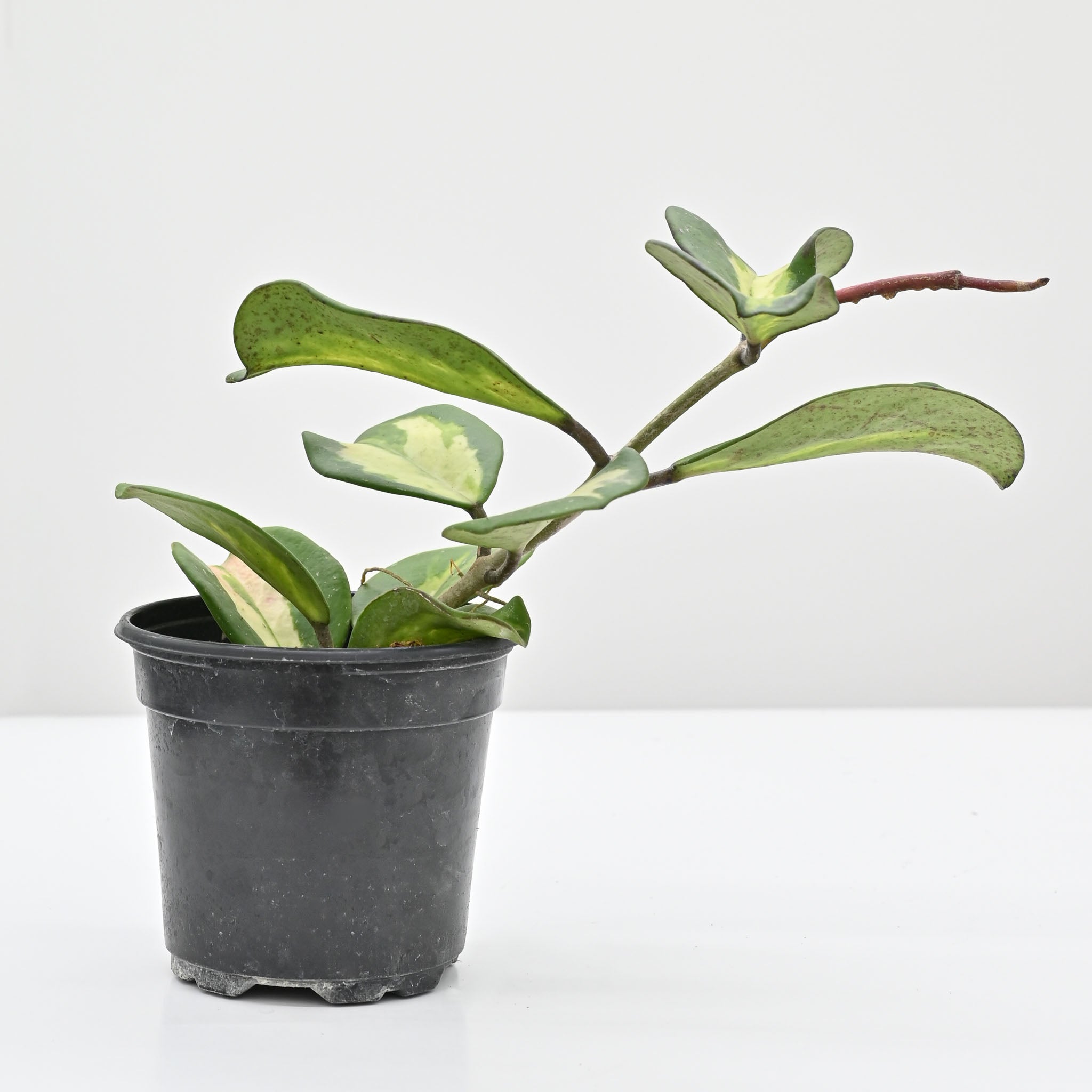green jade wax plant Hoya obovata inner variegated