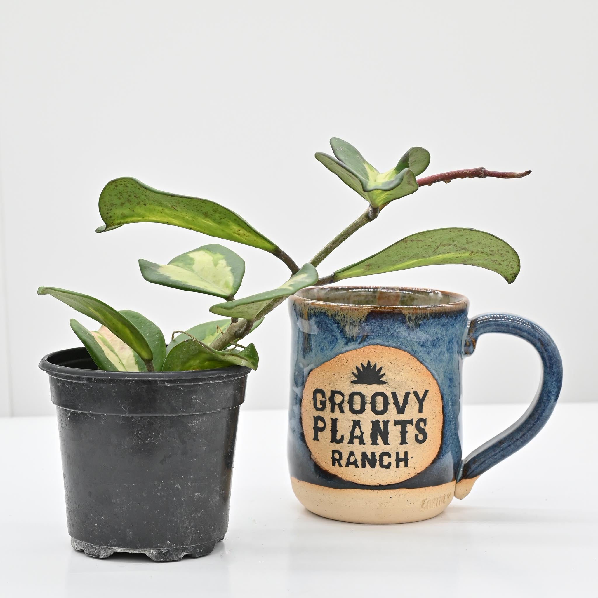 Groovy Plants Ranch Hoya obovata