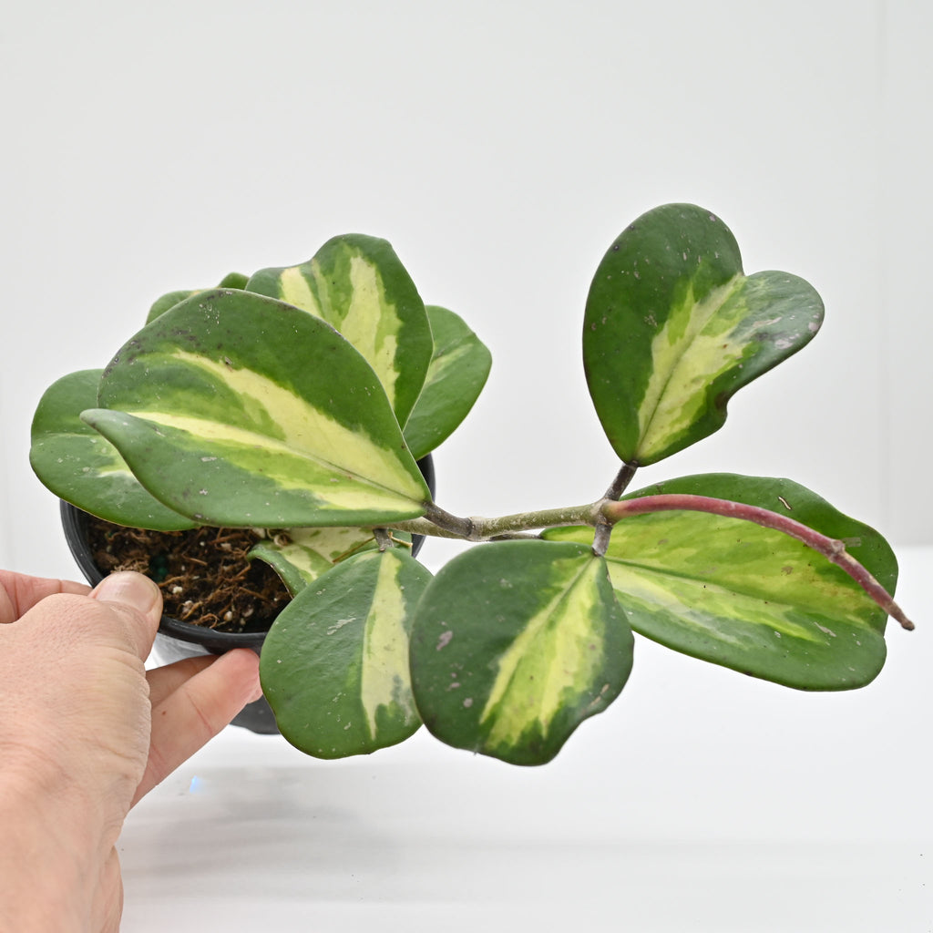 Hoya obovata inner variegated | Wax Plant