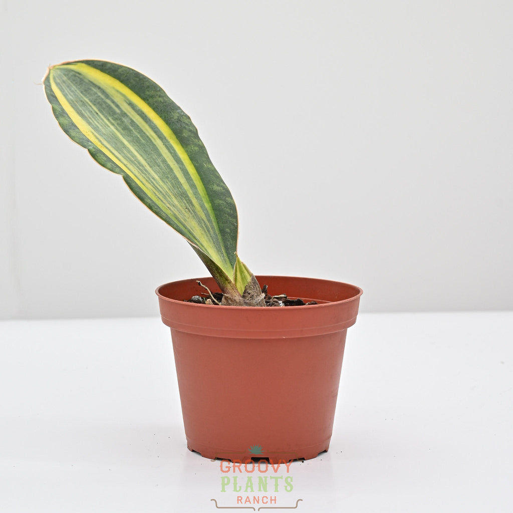 Snake Plant | Sansevieria masoniana 'Variegata'