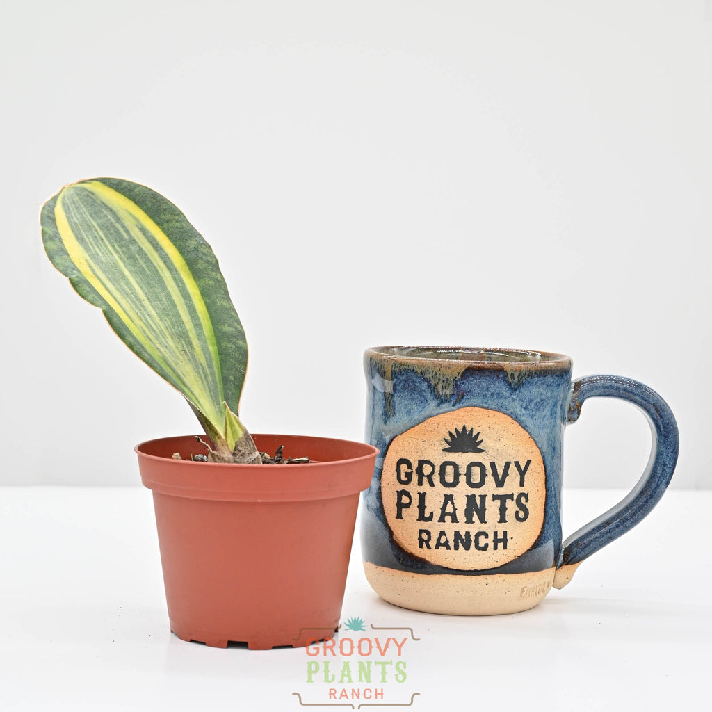 Snake Plant | Sansevieria masoniana 'Variegata'