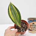 Snake Plant | Sansevieria masoniana 'Variegata'