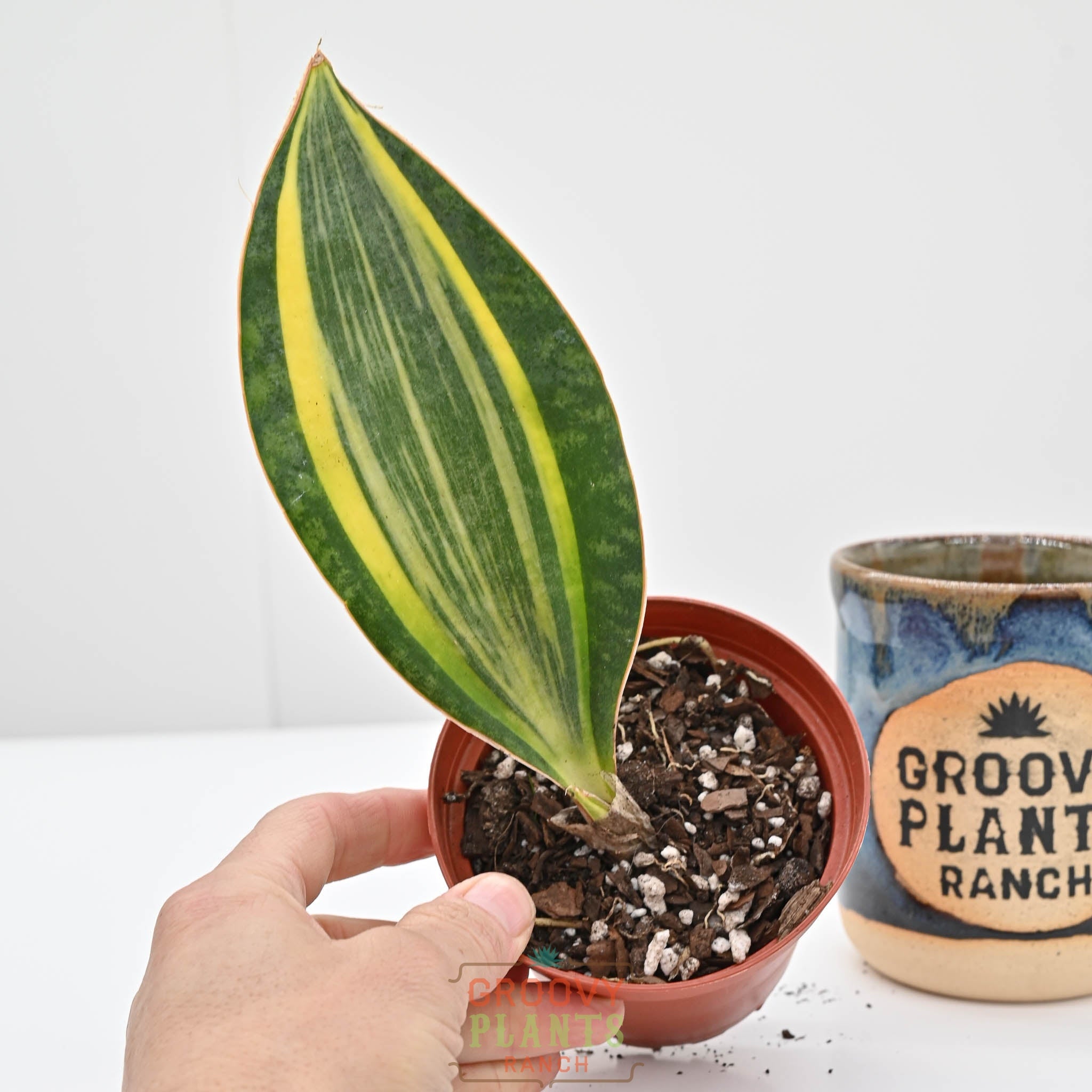 Snake Plant | Sansevieria masoniana 'Variegata'