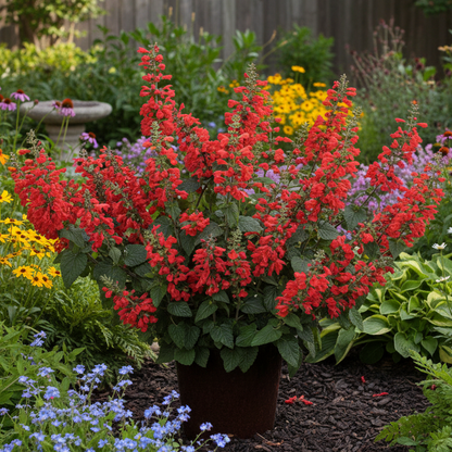 Salvia 'Unplugged Red' ~ Hummingbird Buffet of 24 Hefty Plants for Preorder