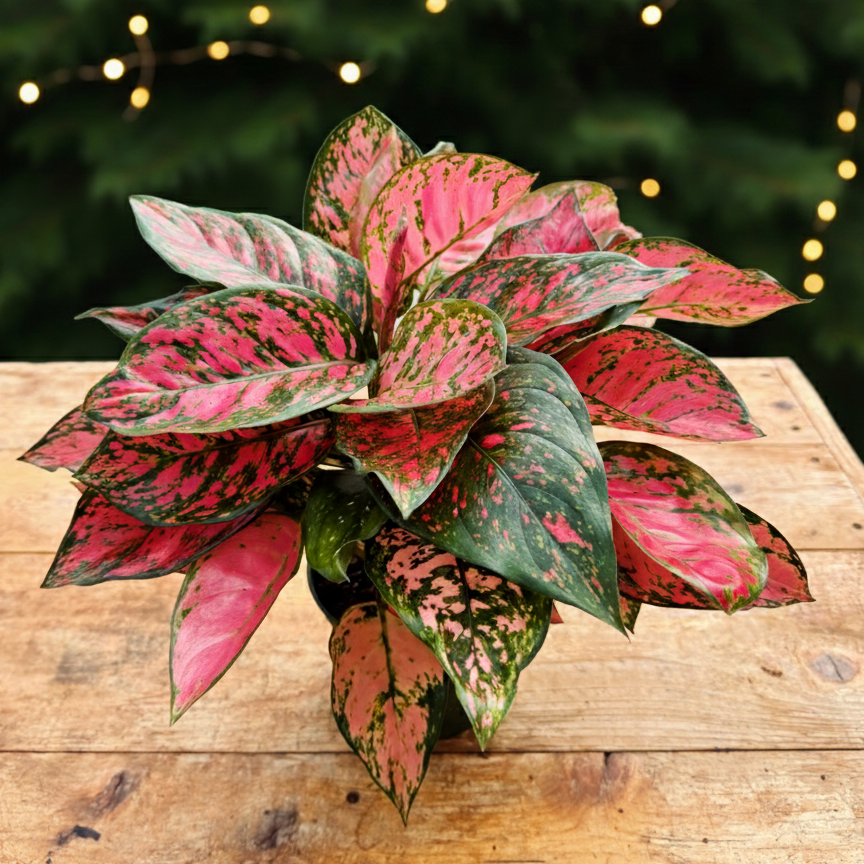 Aglaonema 'Rudolph' | Preorder