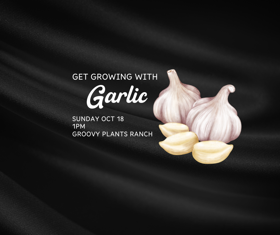 Get Growing with Garlic Class l Oct 18th 1pm