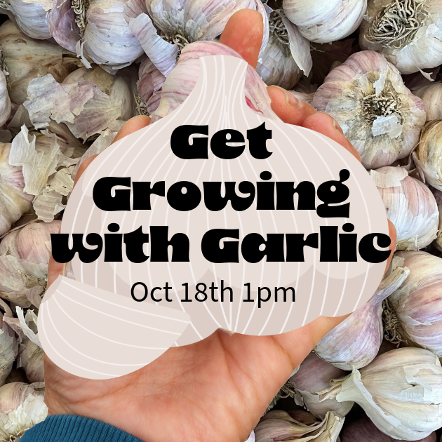 Get Growing with Garlic Class l Oct 18th 1pm