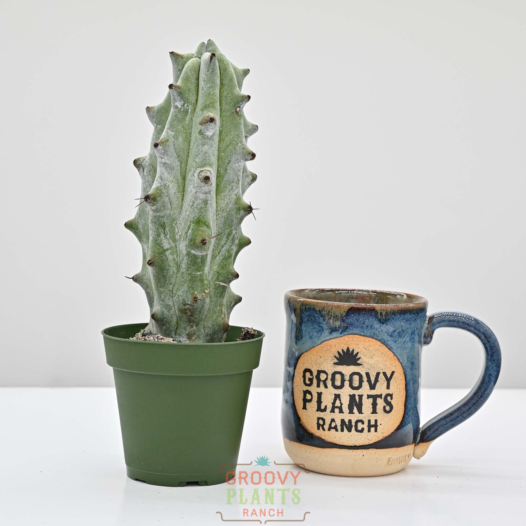 Silver-White Columnar Cactus, Ghost White Boobie Cactus | Stenocereus beneckei