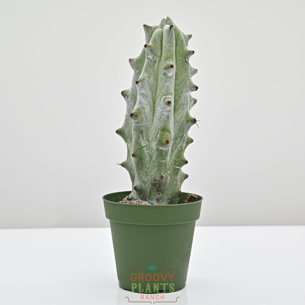 Silver-White Columnar Cactus, Ghost White Boobie Cactus | Stenocereus beneckei