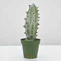 Silver-White Columnar Cactus, Ghost White Boobie Cactus | Stenocereus beneckei