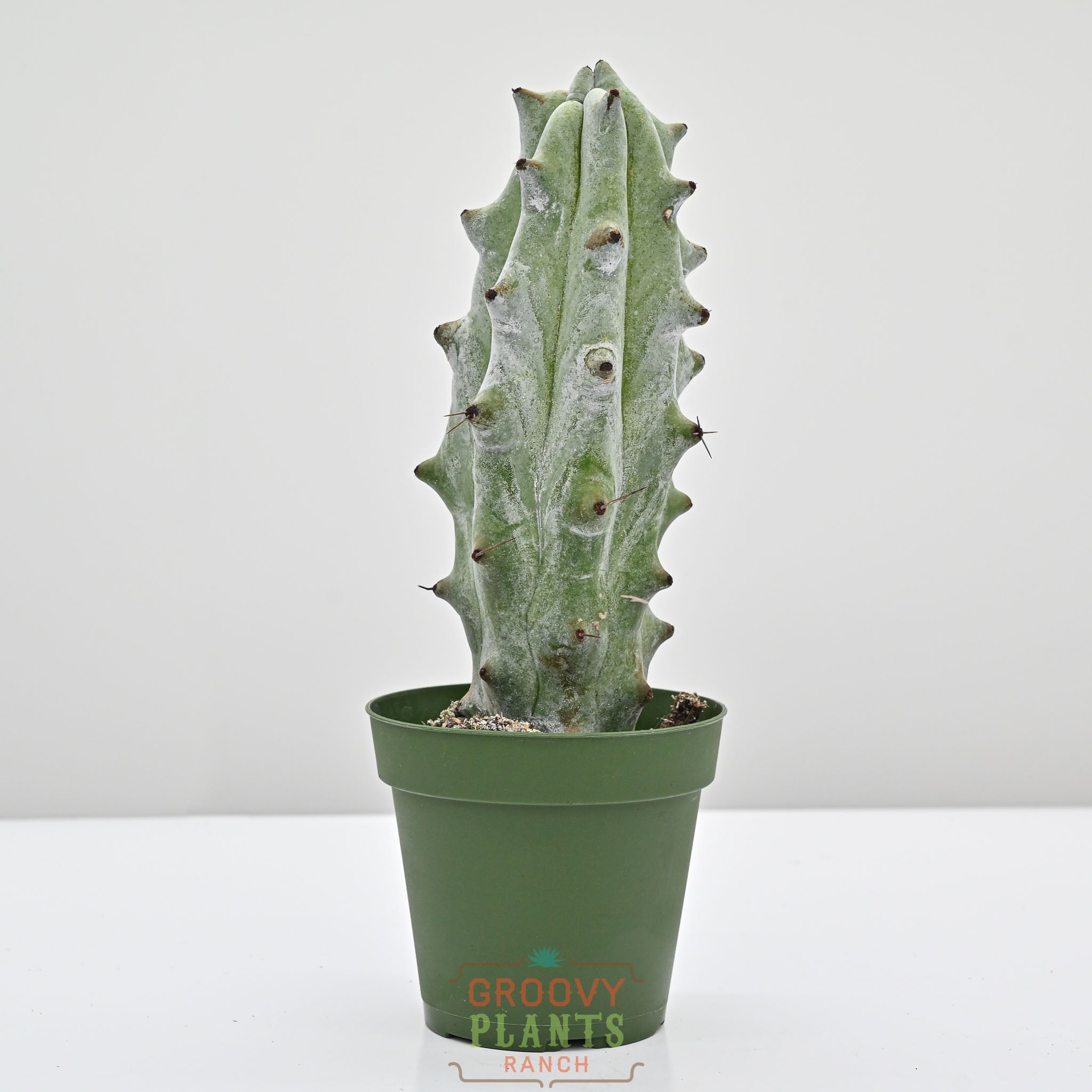 Silver-White Columnar Cactus, Ghost White Boobie Cactus | Stenocereus beneckei