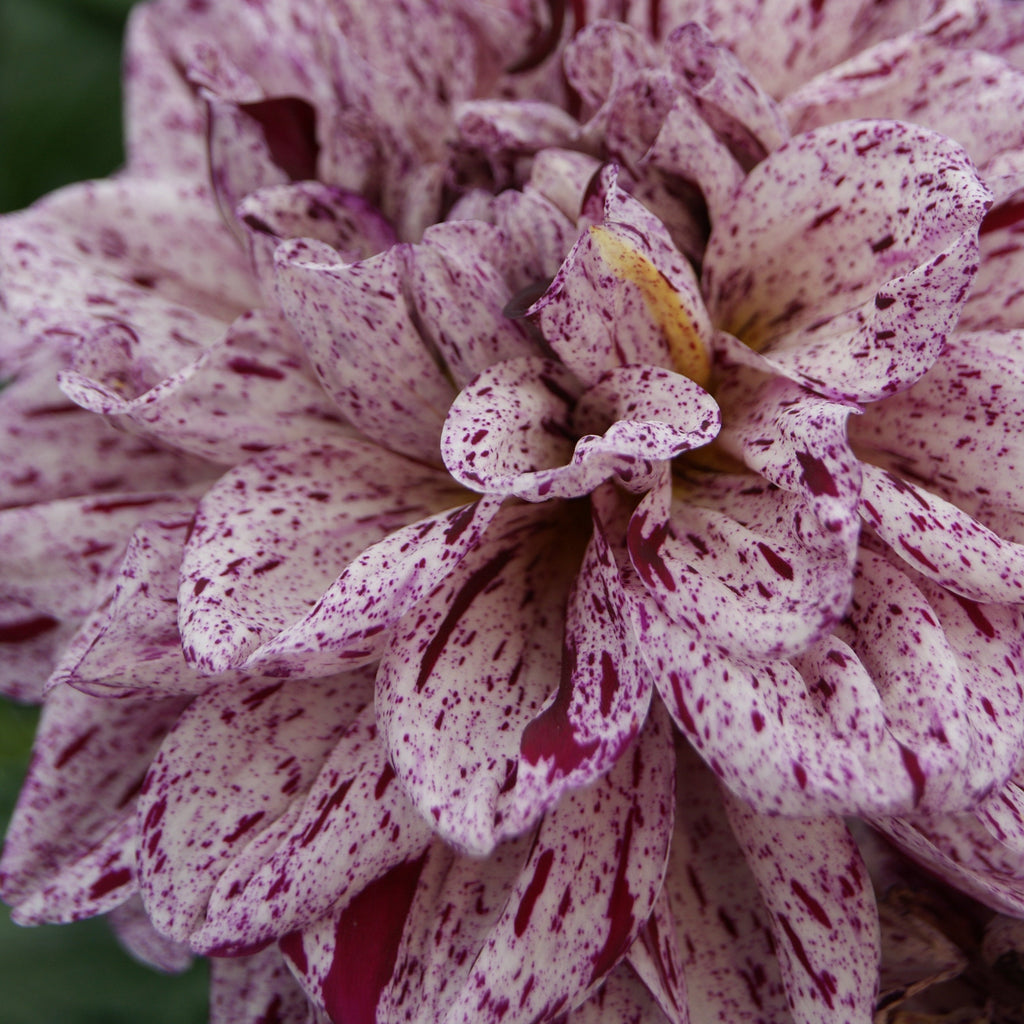 Dahlia Go Go Speckled Pink | Patio Dahlia