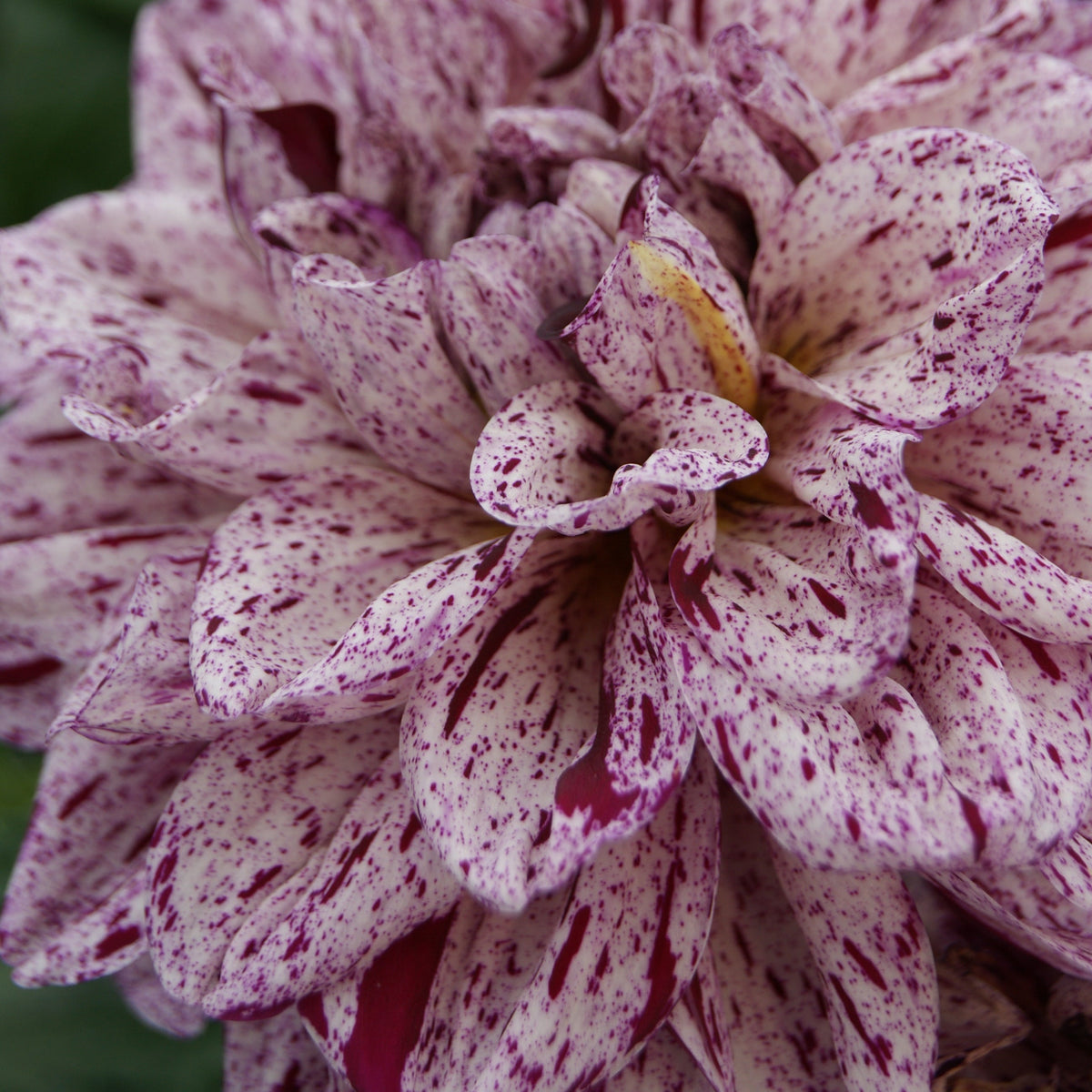 Dahlia Go Go Speckled Pink | Patio Dahlia