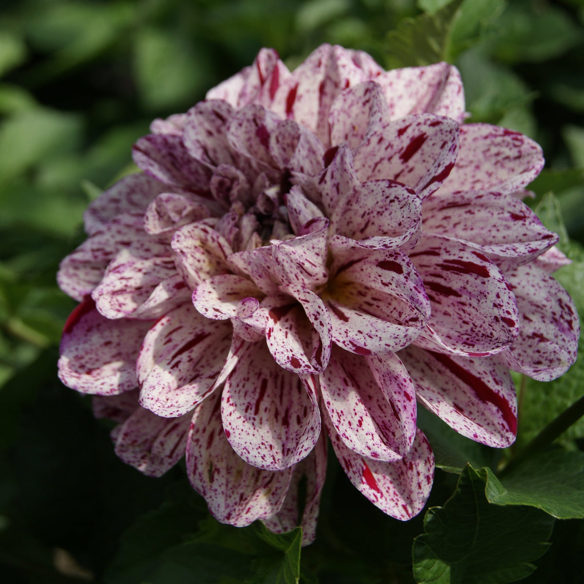 Dahlia Go Go Speckled Pink | Patio Dahlia