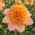 Dahlia Sandia Brocade | Powder Puff Dahlia