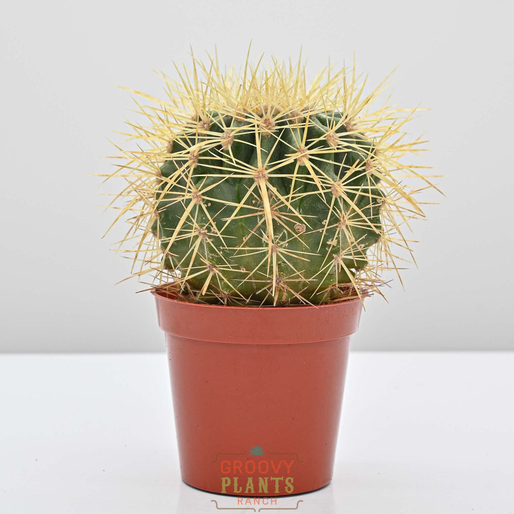 Golden Barrell Cactus | Echinocactus grusonii